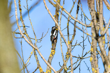 woodpecker on tree