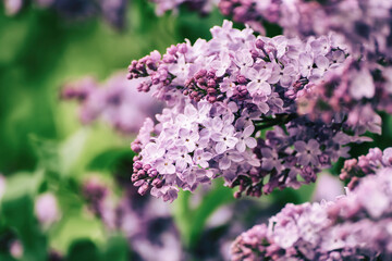 Spring lilac flowers