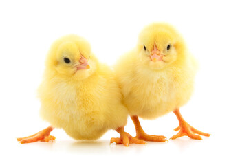 Two yellow chicken.