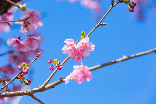 1 218 Best 八王子市images Stock Photos Vectors Adobe Stock 1 218 Best 八王子市images Stock Photos Vectors Adobe Stock
