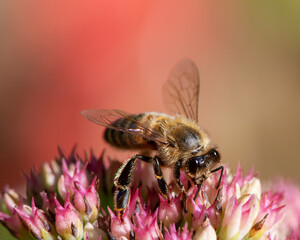 Bee on sedum flower blossoms