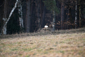 running deer in the forest