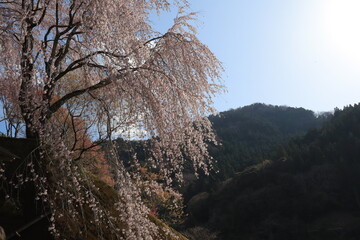 大豊町の桜