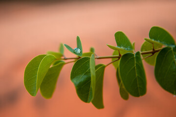 Raindrop on a green leaf. Red Sand Dunes of Mui Ne, Vietnam.