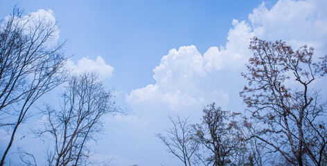 Silhouettes of trees without leaves at autumn and blue sky , White clouds floating on sky  for backgrounds concept.