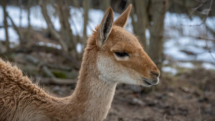 deer, tier, wild lebende tiere, säugetier, natur, wild, braun, bock,