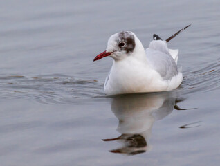 Lachmöwe am Chiemsee