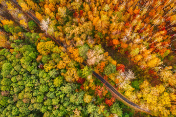 Autumn forest from above