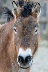 Fototapeta premium horse, tier, hausesel, braun, fohlen, säugetier, bauernhof, kopf, 