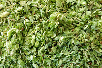 Close up on pile of fresh green oregano. Dried flowering plant, mint family typical for cuisine of Mediterranean and Eurasian regions.