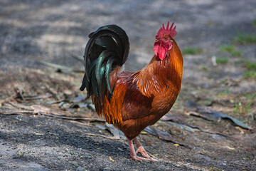 rooster brightly coloured with perfect upright red comb in the farm. Head turned to left.