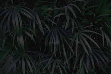 Palm Leaves Texture Background in Dark Tone.