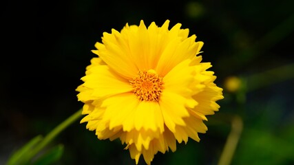 大きく咲いた黄色い花