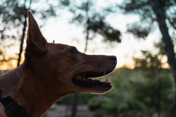 The head of a cute dog, looking up with his mouth open, while taking a walk in the forest at sunset, surrounded by beautiful colors