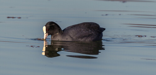 Blässhuhn  spiegelt sich im Wasser
