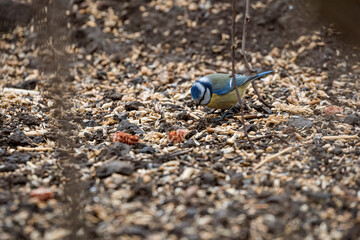 blue tit in the wild