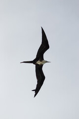 Magnificent frigatebird soaring over the sea - immature female. Isolated in a clear sky. Vertical image.