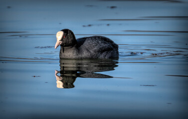 Blässhuhn mit Spiegelung