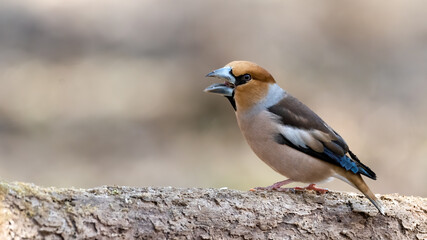  Kernbeisser,  natur, wild lebende tiere, tier, robin, finch, wild, bird, ast, frühling, baum,