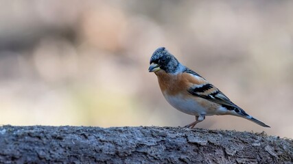 bird, robin, natur, wild lebende tiere, tier, wild, finch, bird, gering, baum,
