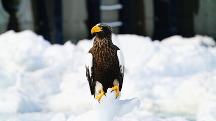 オホーツク海の大鷲