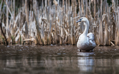 Mute Swan, Swans, Cygnus olor