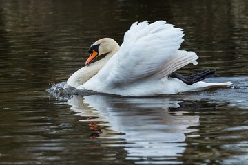 Fototapeta premium Mute Swan, Swans, Cygnus olor