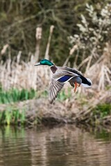 Mallard Duck, Mallard, Anas platyrhynchos