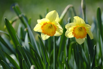 ラッパズイセン