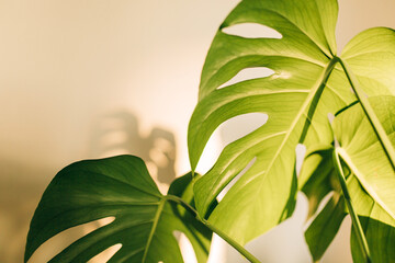 an adult monstera plant in the hard morning light, house plants, indoor plants