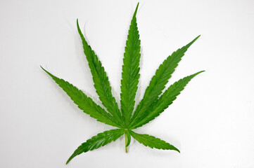 Green cannabis leaves isolated on white background. Growing medical marijuana concept.