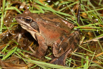 Agile frog (Rana dalmatina) male in natural habitat