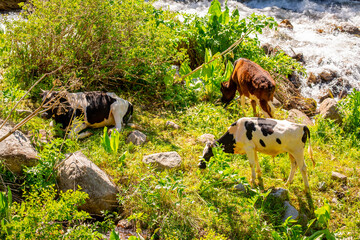 Cows and bulls graze on a pasture in a green meadow by the river, eat fresh grass. The concept of livestock and organic food. Year of the bull 2021 eastern horoscope. Switzerland Alps.