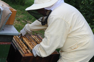 Honey making bees in an apiary with beekeeper in protectve wear collecting beewax in a gareden in summer in Poland, Europe