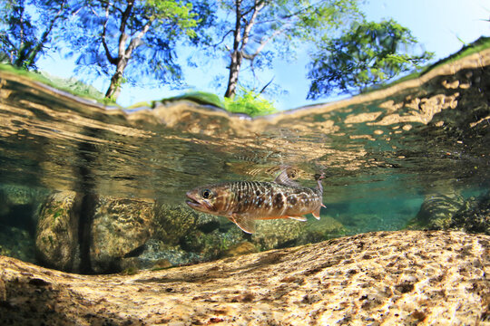 イワナ の画像 51 154 件の Stock 写真 ベクターおよびビデオ Adobe Stock