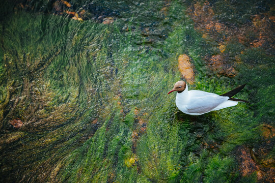 Waterfowl Black Head Seagull Stands On Muddy Bottom In Clear Water