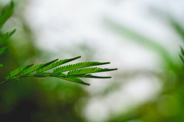 Close up of green leaves on blurred background. Pattern of green leaves.