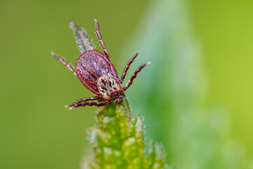 Tick on the grass in the garden.
