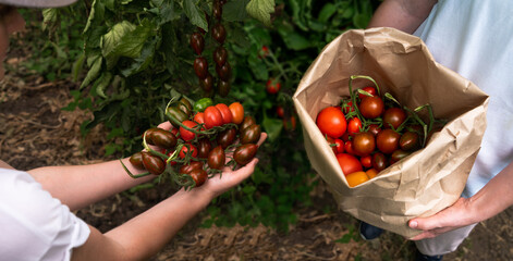 Farmers put tomatoes in a bag. Organic farm.