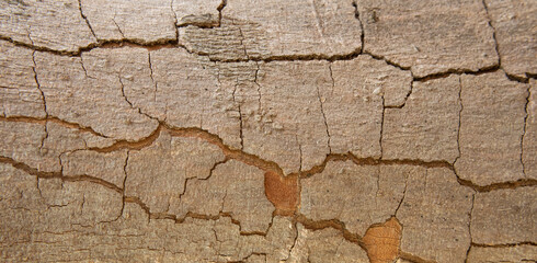 Abstract background,
Cracks in the bark of the tree trunk texture.
for graphic design, space for text.