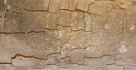 Abstract background,
Cracks in the bark of the tree trunk texture.
for graphic design, space for text.