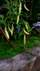 Chilli plant