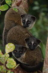 Fototapeta premium Small-toothed palm civet (Arctogalidia trivirgata) young on tree in natural habitat, Brunei Darussalam, Borneo
