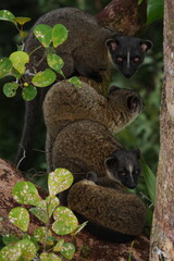 Small-toothed palm civet (Arctogalidia trivirgata) young on tree in natural habitat, Brunei Darussalam, Borneo
