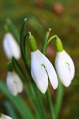 Obraz premium White flowers of common snowdrop, latin name Galanthus nivalis, during spring season, early march. 