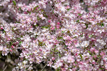 Fruit tree blossoms blooming in spring - closeup of 