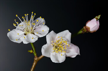focus stack of plum blossom branch
