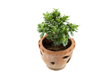 Crassula Ovata in a clay pot isolated on white background.