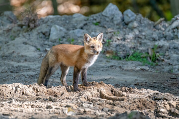 Adorable young red fox exploring the area near the family den