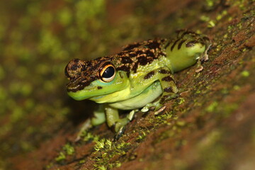 borneo splash frog (Staurois guttatus) in natural habitat 